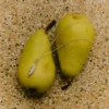 Alba Silver Cardamom Pod Necklace